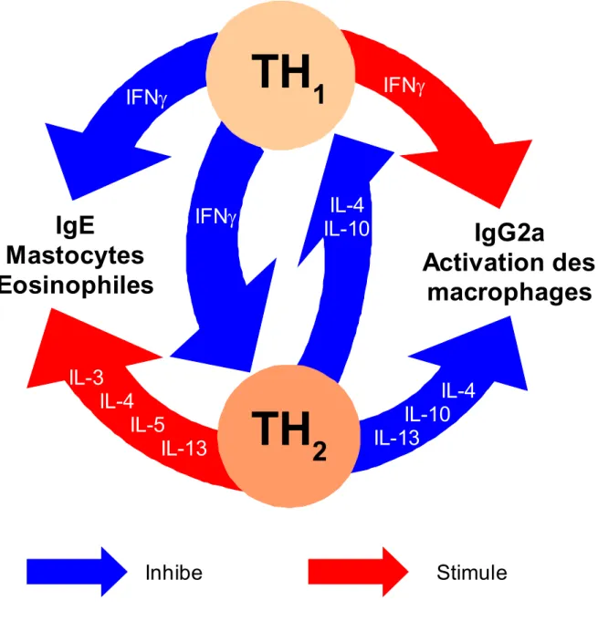 Figure 2: Dialogue moléculaire  entre TH 1  et TH 2  et implications dans la réaction allergique