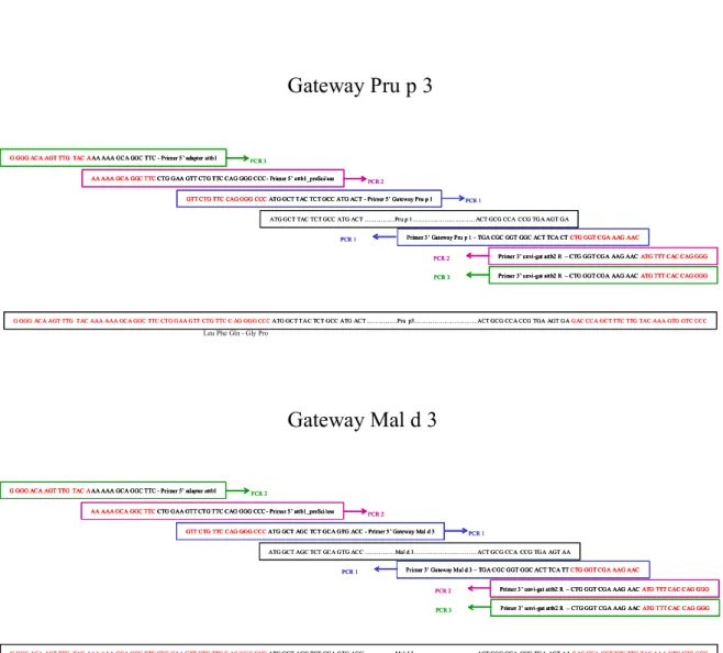 Figure 4: Construction des adaptateurs par PCR pour le clonage GatewayTM des  LTP de pêche et de pomme avec conservation du peptide signal 