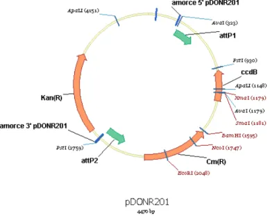 Figure 6: Carte du plasmide pDONR201 d'Invitrogen ©