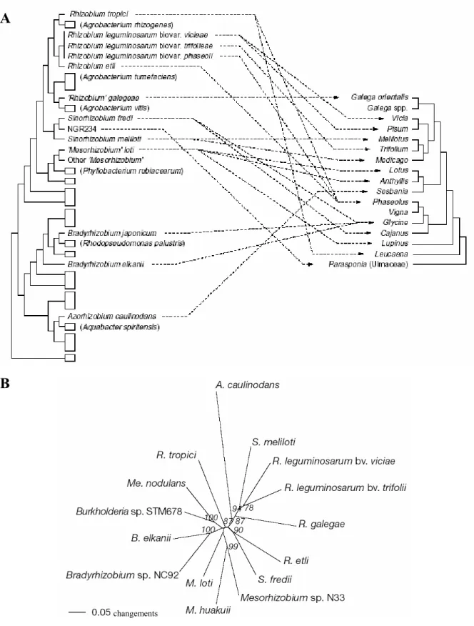 Figure 11. Relations entre la phylogénie des Rhizobia et leurs propriétés symbiotiques 