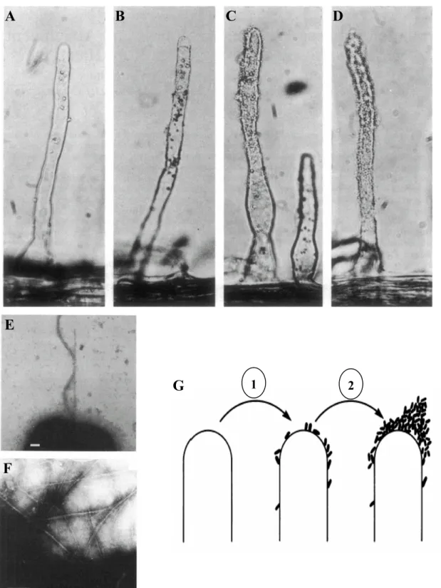 Figure 19. Attachement des rhizobia aux poils absorbants en deux étapes 