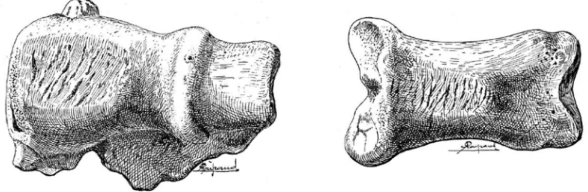 Figure 13. Extrémité distale d'humérus de Bison et phalange de Cheval de La Quina (Charente) marquées d’impressions  et d’éraillures (d’après Martin, 1906, fig