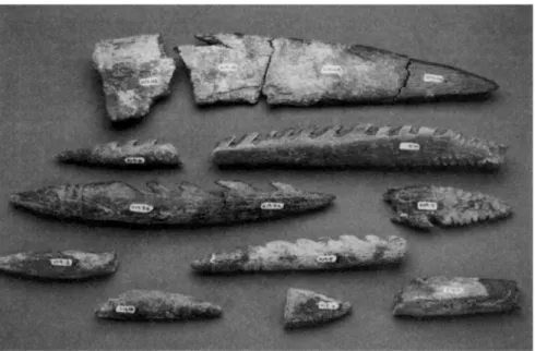 Figure 24. Pointes, pointes barbelées et poignard de Katanda (d’après Yellen et al., 1995, fig