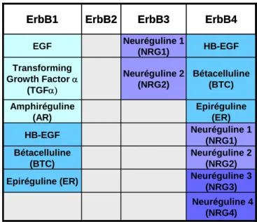Tableau 1 : Les ligands de la famille de l’EGF et leurs récepteurs ErbB (d’après (Normanno et 