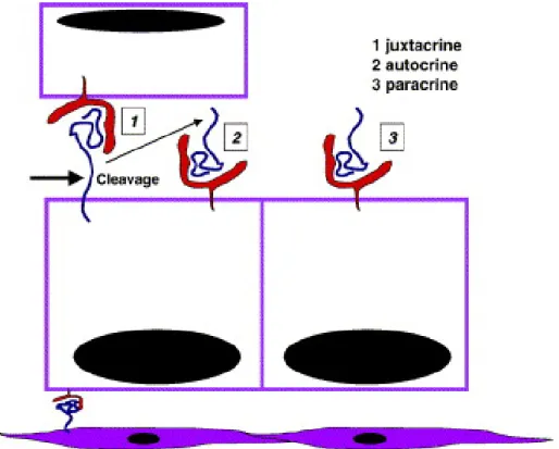 Figure 3 :  Modes d’activation juxtacrine, autocrine et paracrine des récepteurs ErbB par  leurs ligands (d’après (Singh and Harris, 2005))