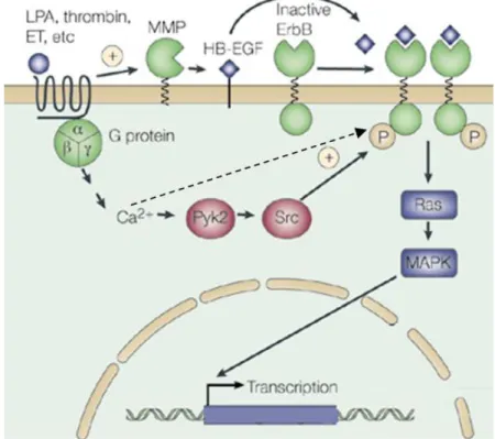 Figure 6 : Mécanismes de transactivation de l’EGFR par les RCPG (d’après (Yarden and 