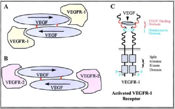 Figure 9 : Modèle illustrant la fixation du VEGF sur ses récepteurs (d’après (Neufeld et al., 
