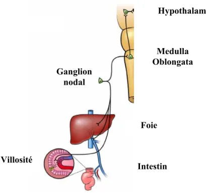 Figure -2- Représentation schématique des voies nerveuses  digestives projetant dans le tronc cérébral 
