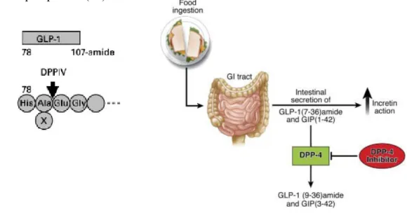 Figure -9- Métabolisme du GLP-1 endogène par la dipeptidylpeptidase-4  