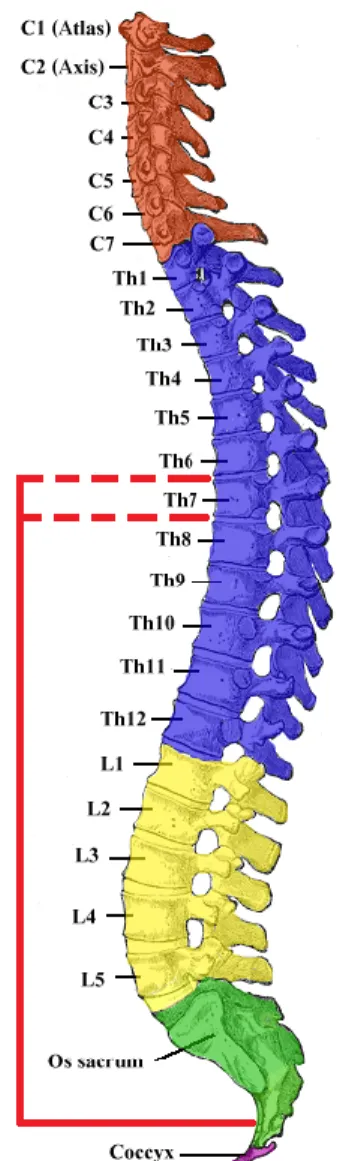 Figure 27 Localisation de la partie conservée  de  la  colonne  vertébrale  du  sujet  40860.1 