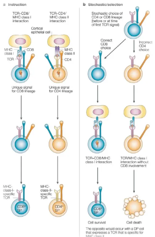 Figure 6  | Choix de lignage CD4/CD8 : les modèles instructifs et sélectifs 