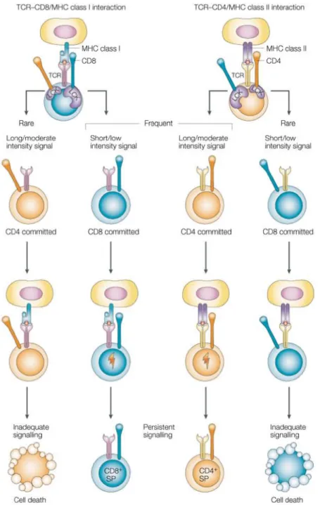 Figure 7  | Choix de lignage CD4/CD8 : le modèle force du signal 