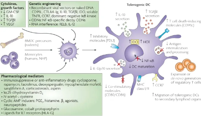 Figure 31  | La génération de cellules dendritiques tolérogènes in vitro 