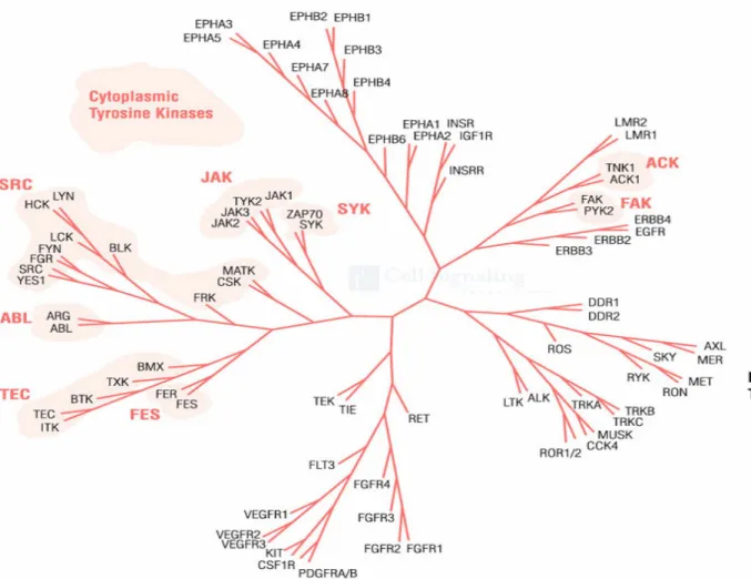 Figure 4 : Les protéines tyrosine kinase (d’après Cell Signaling) 