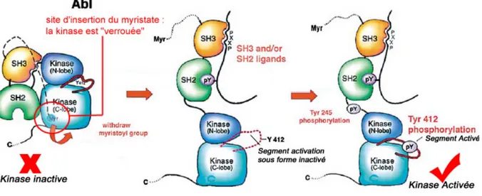 Figure 6 : Activation de la tyrosine kinase cytoplasmique Abl. Le domaine SH2 de Abl se fixe sur 