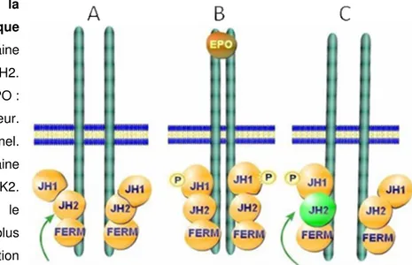 Figure  12 :  Activation  de  la  protéine  kinase  cytoplasmique  JAK2.  A)  Inhibition  du  domaine 
