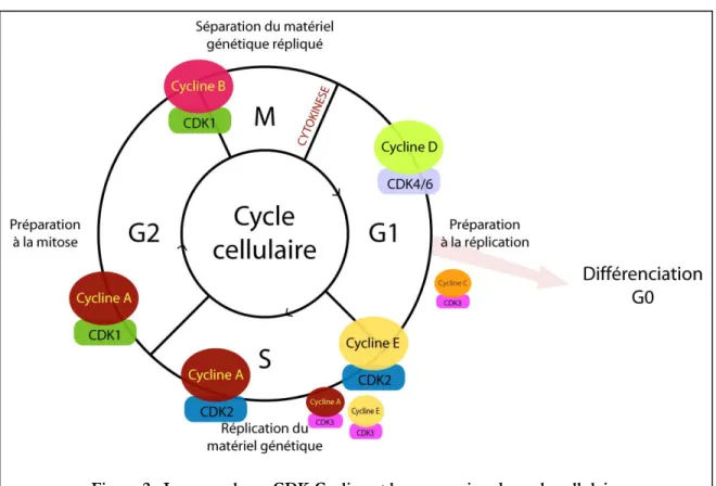 Figure 2 : Les complexes CDK-Cycline et la progression du cycle cellulaire