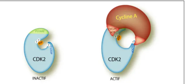 Figure 3 : Interaction entre CDK2 et la Cycline A