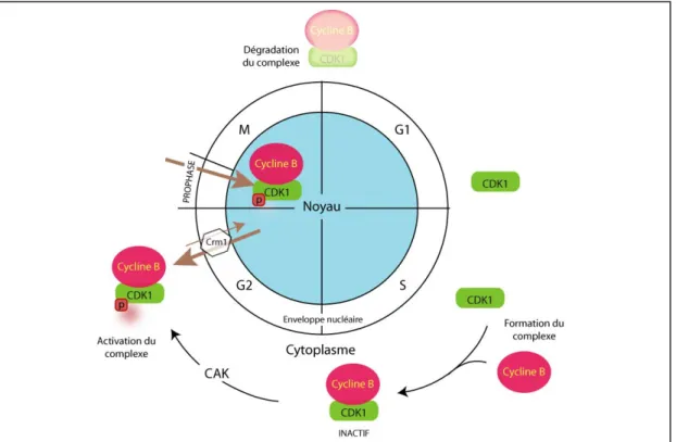 Figure 5 : Localisation de CDK1-Cycline B au cours du cycle cellulaire