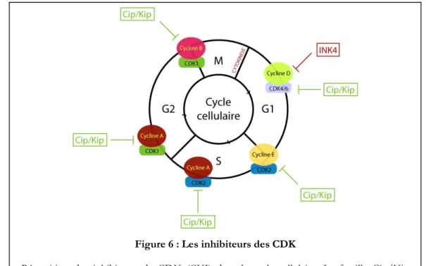 Figure 6 : Les inhibiteurs des CDK