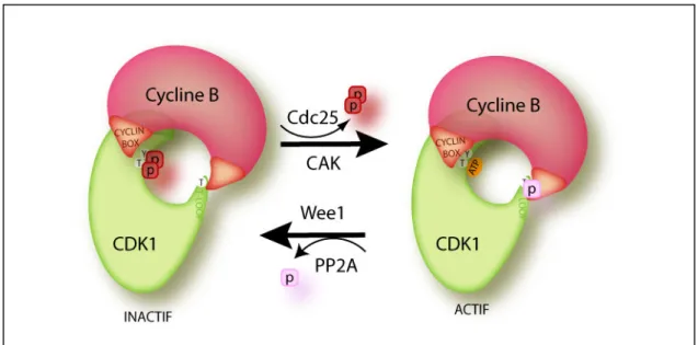 Figure 8 : Régulation du complexe CDK1-Cycline B