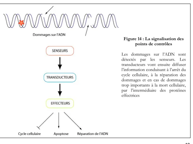 Figure 14 : La signalisation des  points de contrôles