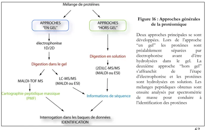 Figure 16 : Approches générales  de la protéomique