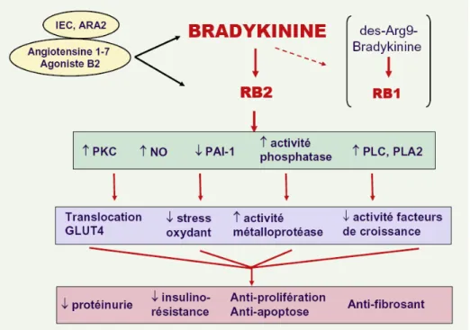 Figure 9 : Différents mécanismes possibles de néphroprotection associés à l’activation du  récepteur de la bradykinine 