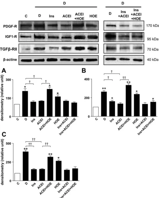 Fig. 2. Top: representative Western blot anal- anal-ysis of glomerular expression of  platelet-de-rived growth factor (PDGF), insulin-like growth factor (IGF-1), and transforming growth factor- ␤ (TGF-␤) receptors