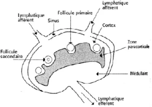 Figure 1  :  Structure d’un ganglion lymphatique