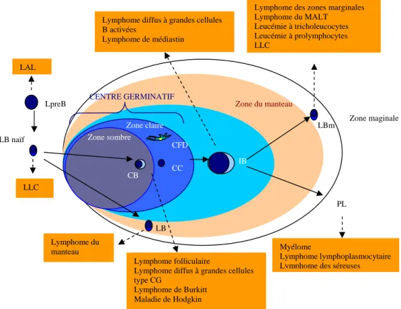 Figure 2 : Composition d’un follicule secondaire  