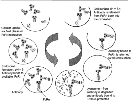 Figure 5 : Schéma représentant le recyclage des FcRn des anticorps. 