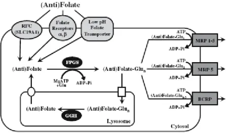 Figure 7 : Transport d’influx et d’efflux du MTX ; formation et hydrolyse des polyglutamates 