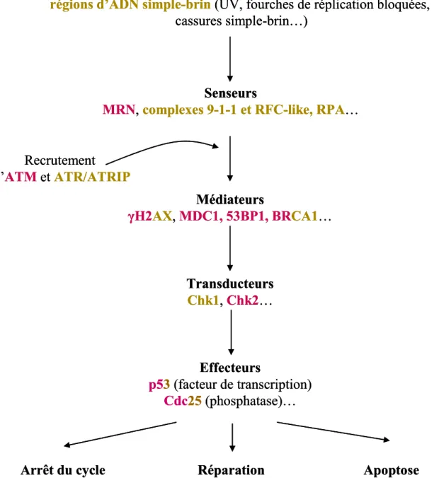 Figure 14 : Organisation générale de l’activation des points de contrôle et de la réponse  cellulaire aux dommages à l’ADN