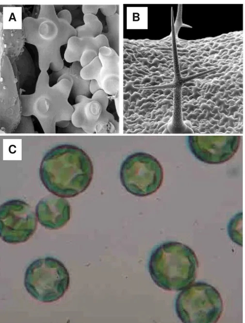 Figure  1.  L'importance  des  parois  végétales.  A,  cellules  de  parenchyme  de  feuilles de Zinnia elegans et B, un trichome d'Arabidopsis. La paroi détermine la  forme  des  cellules  végétales.  Noter  le  contraste  entre  A  ou  B  et  la  forme  