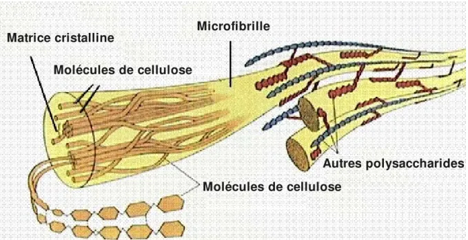 Figure  2.  Microfibrilles  de  cellulose.  Une  microfibrille  est  composée  de  douzaines  de  molécules  de  cellulose  qui  s'assemblent  en  une  matrice  cristalline.  Les  microfibrilles  peuvent  interagir  avec  d'autres  polysaccharides  présent