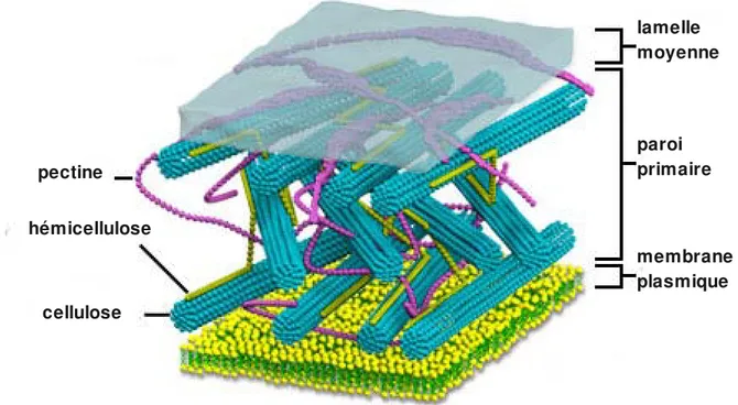 Figure 8. Modèle simplifié de la paroi primaire. La cellulose interagit avec les  hémicelluloses, les pectines formant une matrice occupant le reste de l'espace.  La zone de contact entre deux cellules est appelée lamelle moyenne.