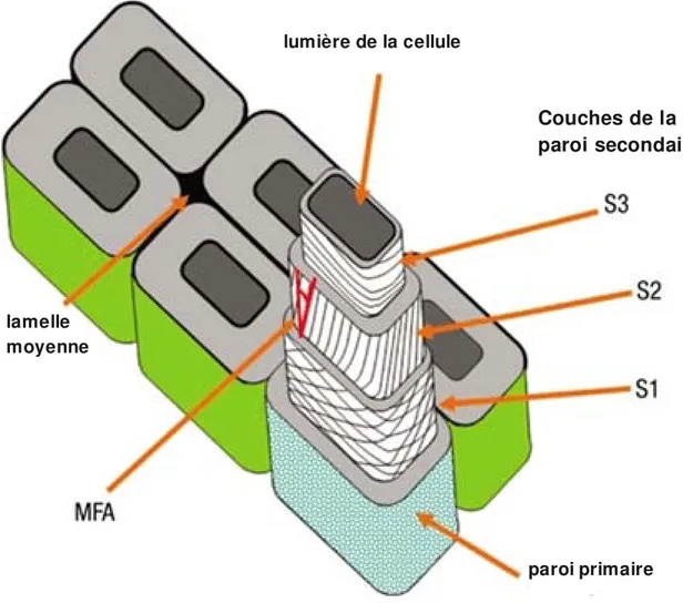 Figure 10. Les couches S1, S2 et S3 de la paroi secondaire. Les microfibrilles  de  cellulose  de  ces  couches  ont  une  orientation  définie  et  cette  orientation  (appelée angle des microfibrilles, microfibril angle, MFA) affecte les propriétés  du b