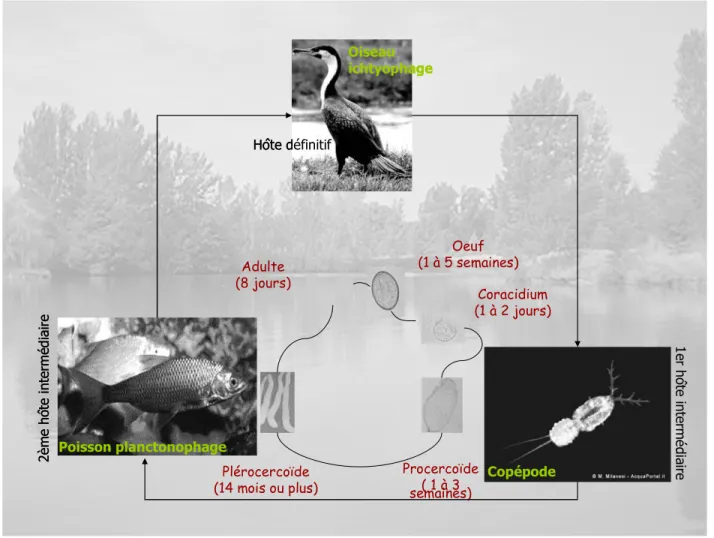 Figure 3 : Cycle biologique de Ligula intestinalis (Cestode, Diphyllobothriidae). Trois hôtes interviennent dans ce cycle : un oiseau ichtyophage  comme  hôte  définitif,  un  copépode  zooplanctonique  comme  premier  hôte  intermédiaire  et  un  poisson 