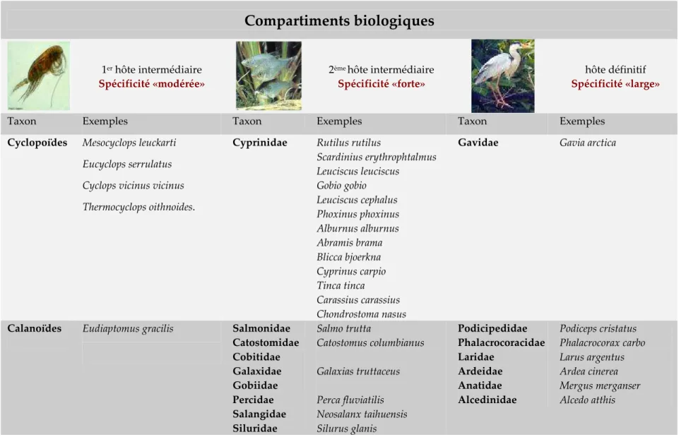 Tableau 3 : Spécificité de la ligule pour ses hôtes intermédiaires et finaux selon Dubinina (1980) et quelques exemples des principales espèces 