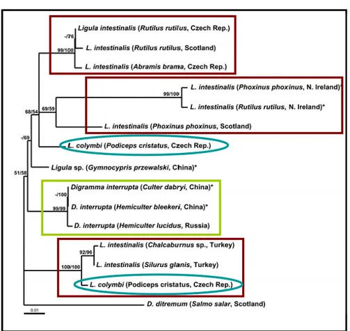Figure 5: Phylogénie des Diphyllobothriidae inférée à partir des ITS2 de l'ADNr montrant  l'existence  de  plusieurs  lignées  au  sein  de  l'espèce  L
