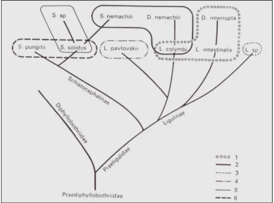 Figure  7:  Relations  phylogénétiques  des  Ligulidae  de  différentes  familles  de  poissons