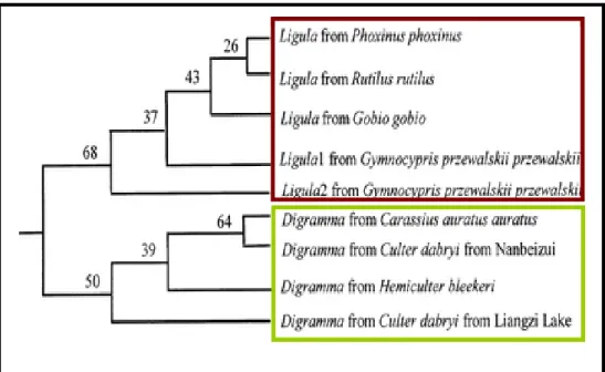 Figure  8:  Phylogénie  de  spécimens  de  Ligula  et  de  Digramma  inférée  des  séquences  ITS  et  28S de l’ADNr selon Luo et al