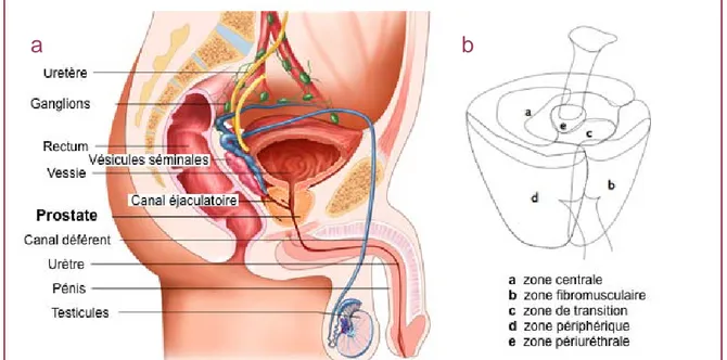 Figure 1 : l'appareil génital masculin (a)  [ adapté de National Cancer Institute ]  et la prostate (b) 