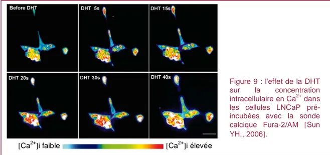 Figure 9 : l'effet de la DHT  sur  la  concentration  intracellulaire en Ca 2+  dans  les  cellules  LNCaP   pré-incubées  avec  la  sonde  calcique  Fura-2/AM  [ Sun  YH., 2006 ] 