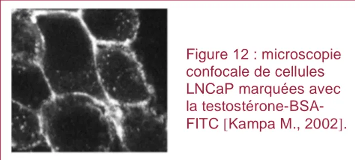 Figure 12 : microscopie  confocale de cellules  LNCaP marquées avec  la  testostérone-BSA-FITC  [ Kampa M., 2002 ] 