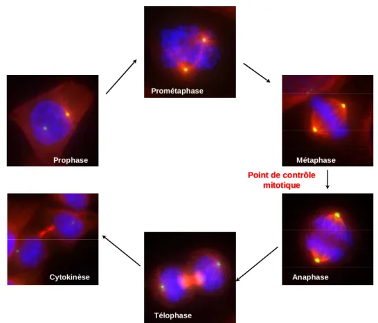 Figure 3 : Les étapes de la mitose. Les microtubules sont marqués en rouge, les centrosomes en vert et 