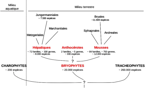 Figure  6 :  Schéma  simplifié  illustrant  la  phylogénie  des  Bryophytes.  Les  Bryophytes  et  les  plantes 