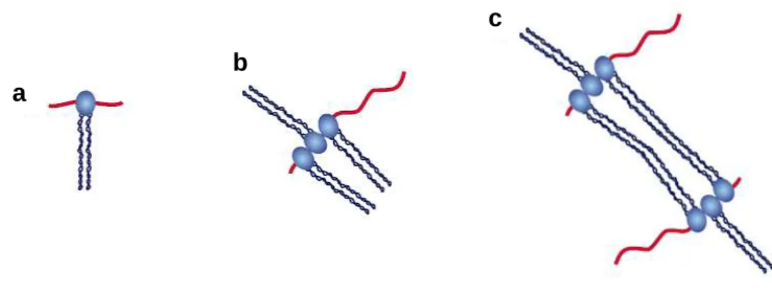 Figure  5.  Attachement  des  molécules  d’ADN  endommagées  par  le  complexe  Rad50/Mre11