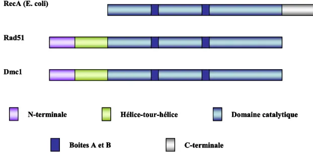 Figure  10.  Représentation  schématique  de  la  protéine  RecA  d’Escherichia  coli,  de  Rad51 et de Dmc1 eucaryotes